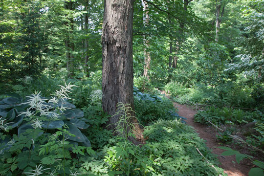Aruncus dioicus