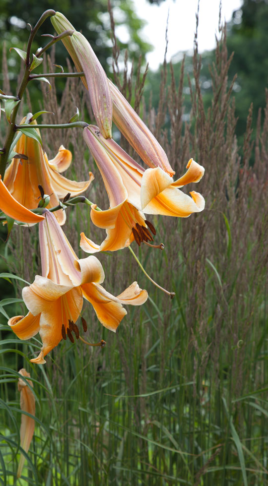 Lilium 'African Queen'