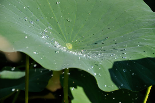 Lotus Leaf