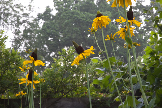 Rudbeckia maxima