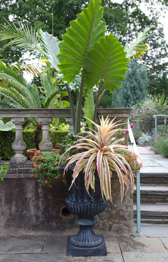 Alocasia x portora