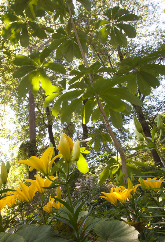 Lilium 'Telesto'