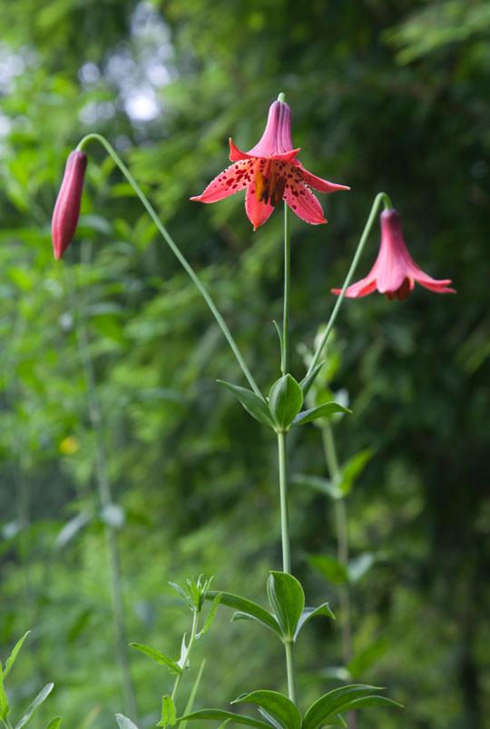 Lilium grayi