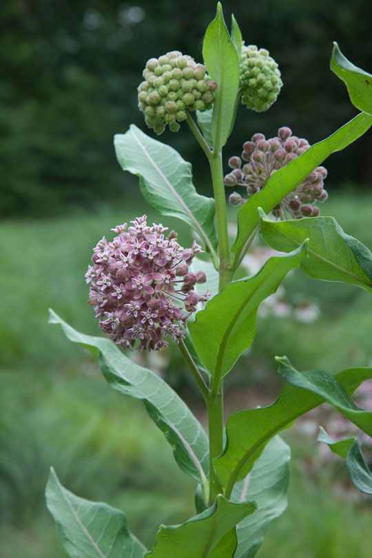 Asclepias syriacus