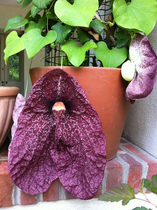 Aristolochia gigantea 'Brazilensis'