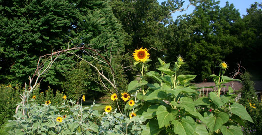 Helianthus argophyllus