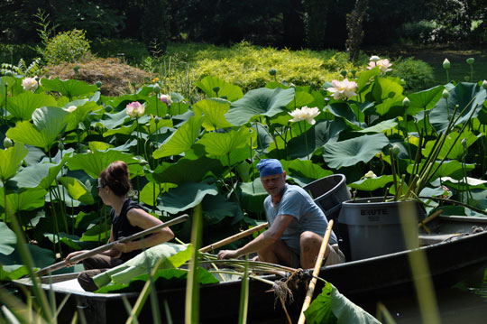 Lotus Boat