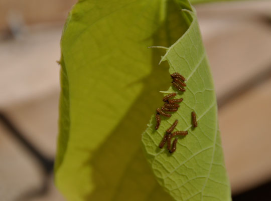 Pipevine larvae