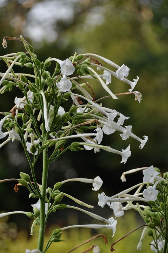 Nicotiana sylvestris