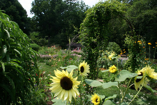 Rudbeckia maxima