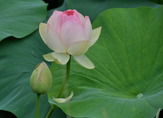 Mrs. Perry Slocumb Lotus