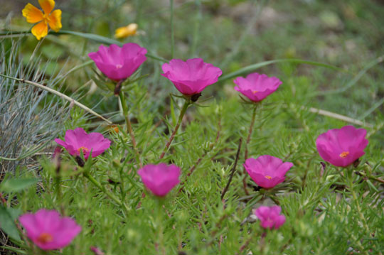 fuchia Portulacca