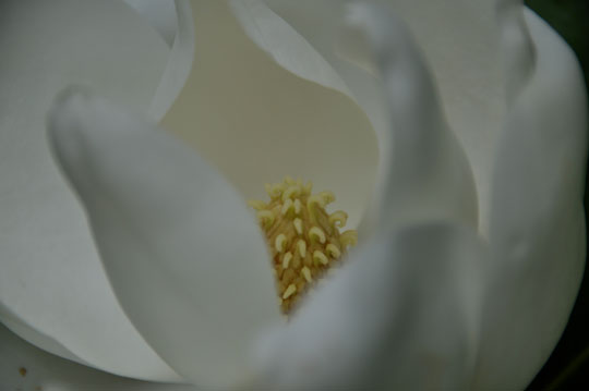 Magnolia grandiflora