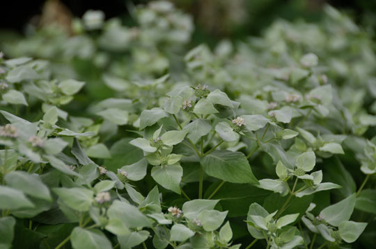 Cool Mountain mint