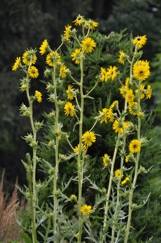 Silphium laciniata
