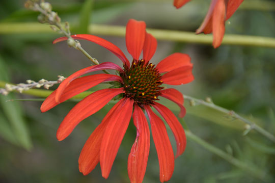 Echinacea 'Tonato Soup'