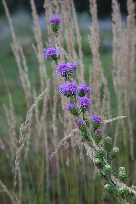 Liatris aspera