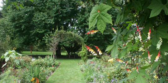 Ipomoea lobata