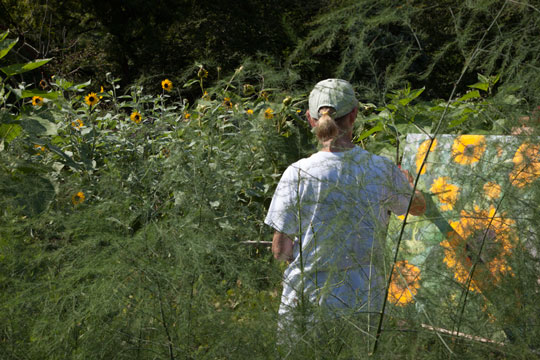 Helianthus argophyllus