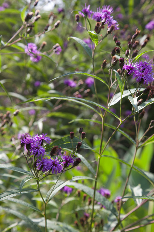 Vernonia noveboracensis
