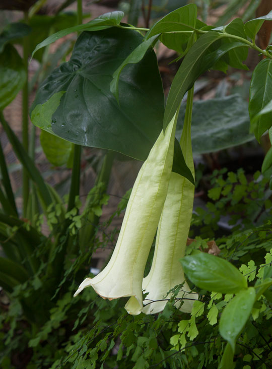 Cubanola domingensis