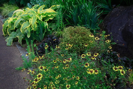 Gaillardia aestivalis