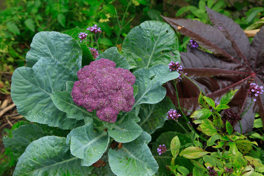 Purple cauliflower