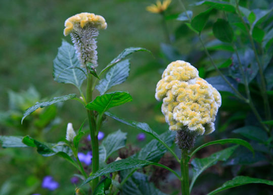 Celosia 'Cramers Lemon Lime'