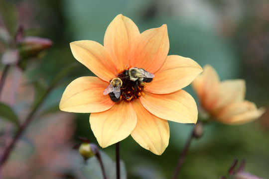 Dahlia 'Mystic Spirit'