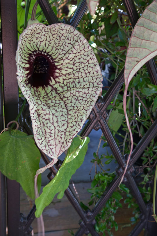 Aristilochia grandiflora