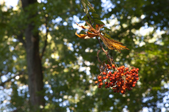 Sorbus pohuashanensia