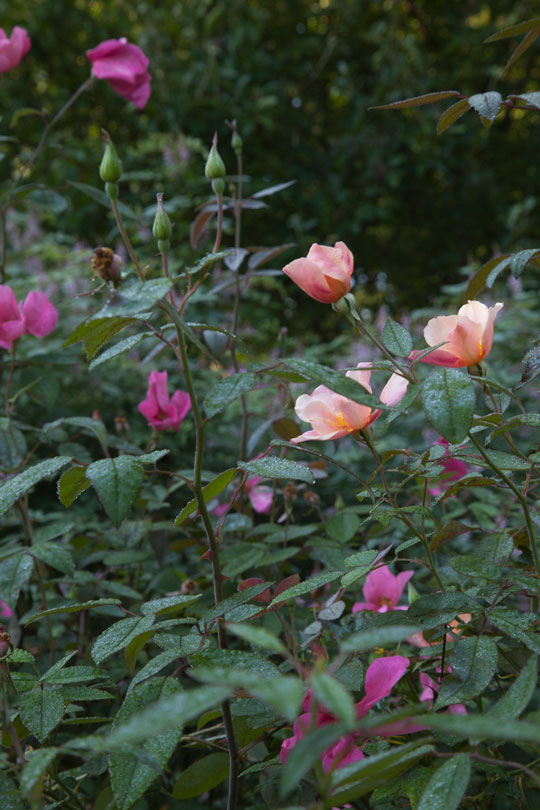 Rosa chinensis 'Mutabalis