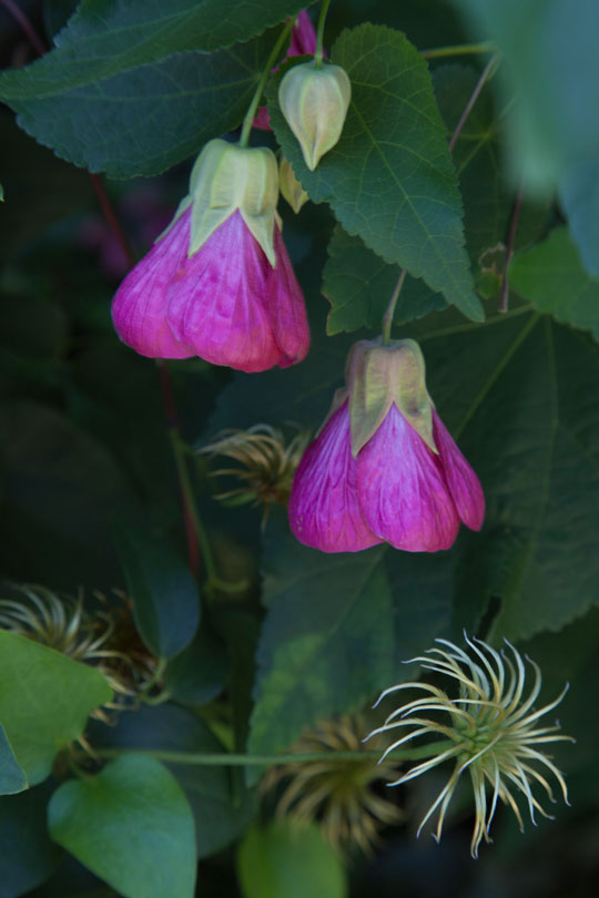 Abutilon 'Heronswood Lipstick'