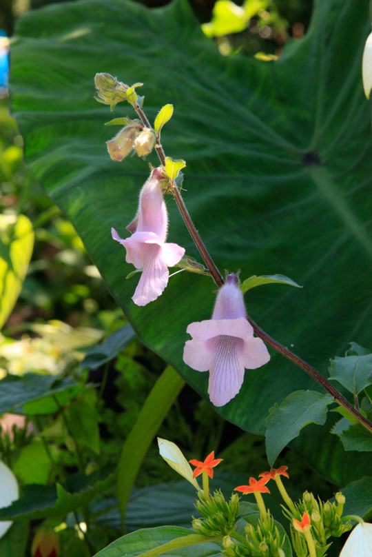 Ceratotheca triloba