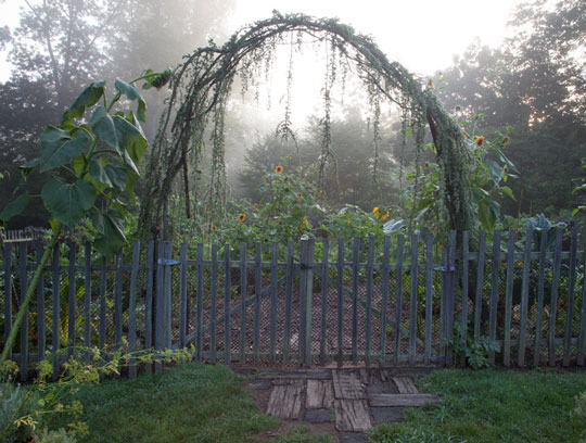 Vegetable Garden