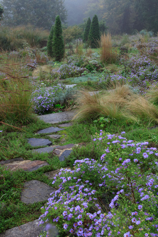 Aster oblongifolius 'October Skies'