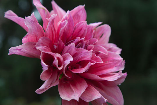Dahlia 'Emory Paul'