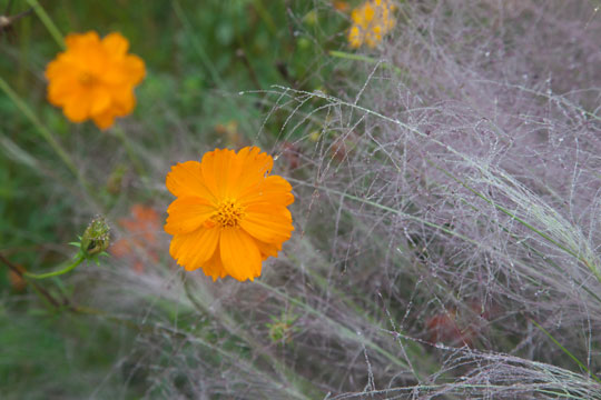 Cosmos sulphureos