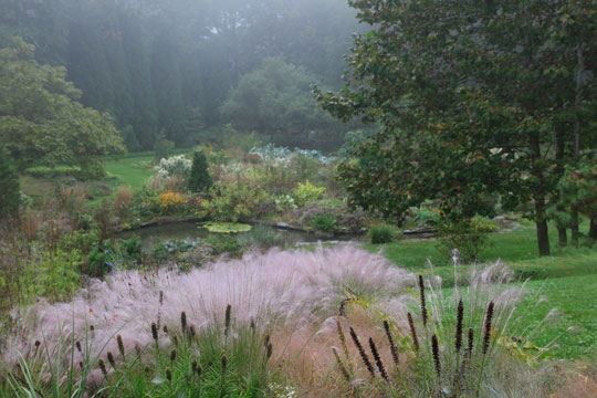 Muhlenbergia capillaris