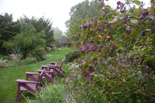 Callicarpa bodnieri 'Profusion'