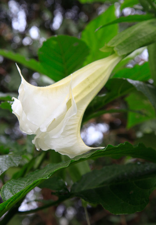 Brugmansia candida 'White'