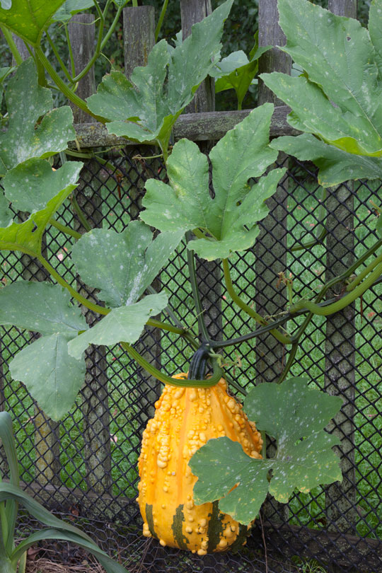 Lunch Lady Gourd