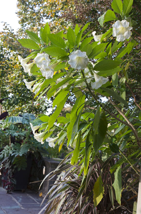 Brugmansia versicolor