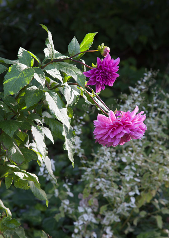 Dahlia 'Mrs. I. De Ver Warner'