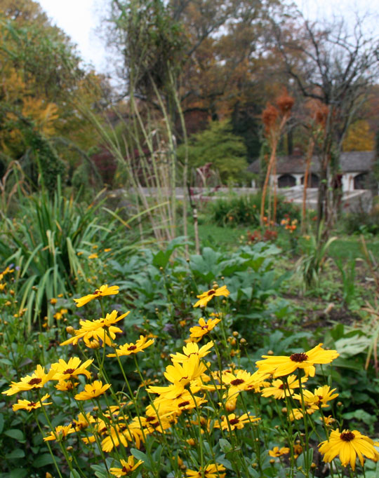 Coreopsis integrifolia