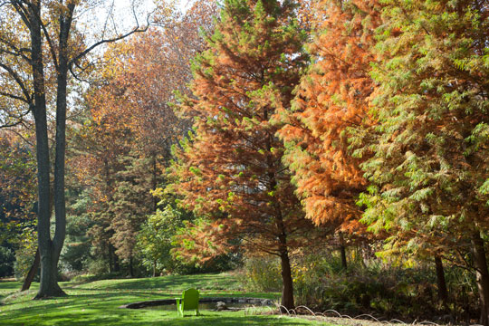 Taxodium distichum var. distichum