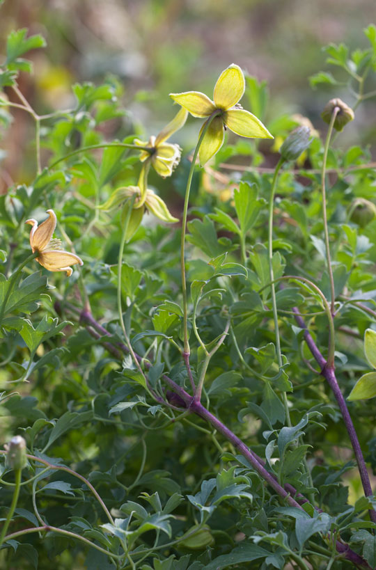 Clematis tibetana