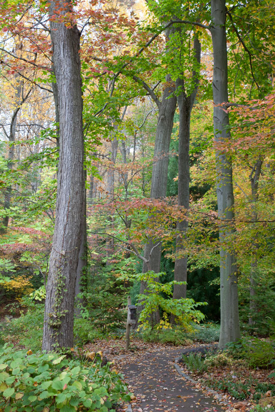 The Asian Woods