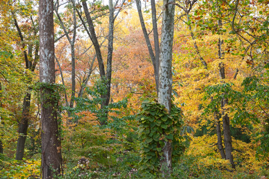 The Asian Woods