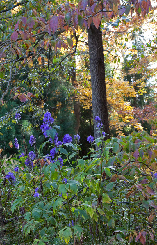 Aconitum carmichaelii 'Barker's Variety'